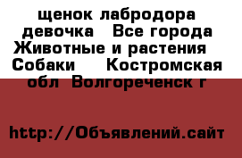 щенок лабродора девочка - Все города Животные и растения » Собаки   . Костромская обл.,Волгореченск г.